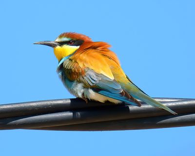 Bee-eater 