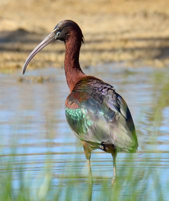 Glossy Ibis 