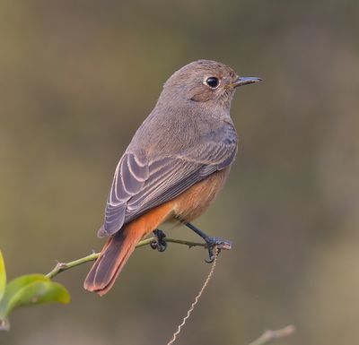 Eastern Black Redstart