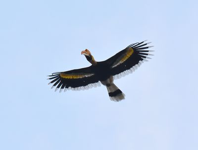 Great Hornbill 