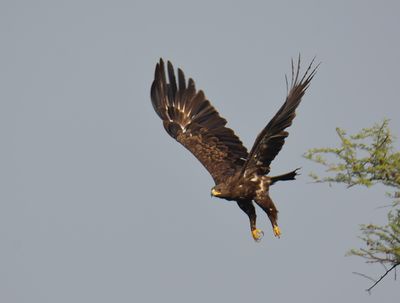 Greater Spotted Eagle