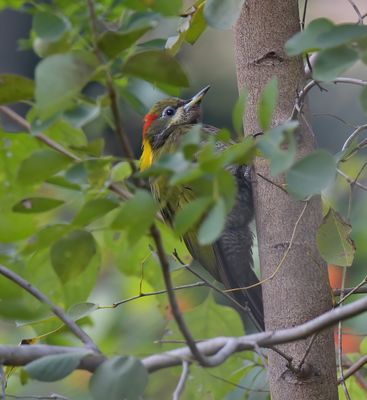 Greater Yellownape