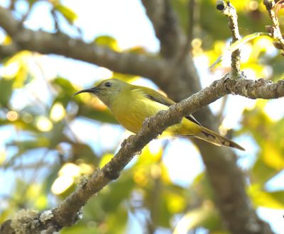 Green-tailed Sunbird 