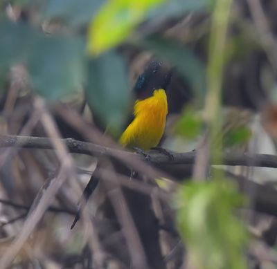 Green-tailed Sunbird 
