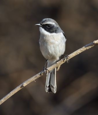 Grey Bushchat