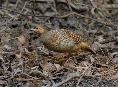 Grey Francolin