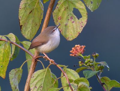 Grey-breasted Prinia 