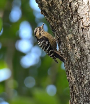 Grey-capped Pygmy Woodpecker