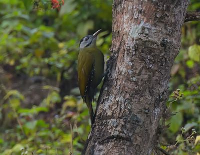 Grey-headed Woodpecker 