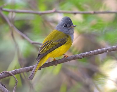 Grey-headed Canary Flycatcher 