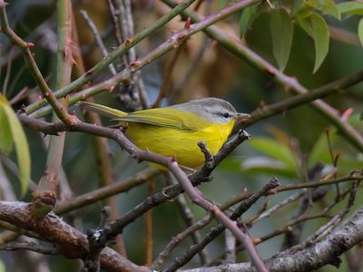 Grey-hooded Warbler