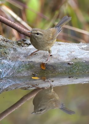 Grey-sided Bush Warbler