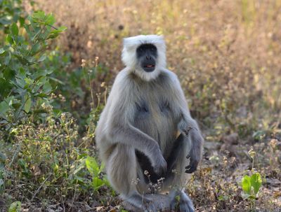 Hanuman Langur