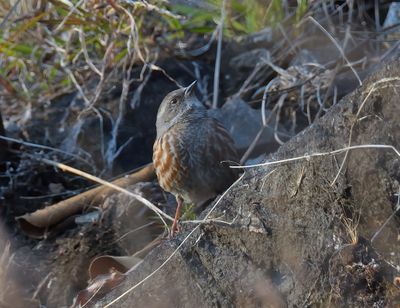Himalayan Accentor