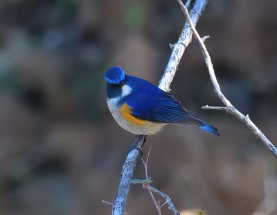 Himalayan Bluetail