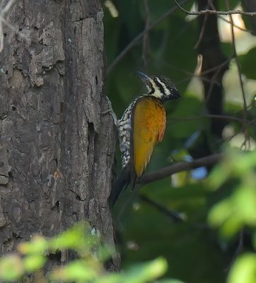 Himalayan Flameback 