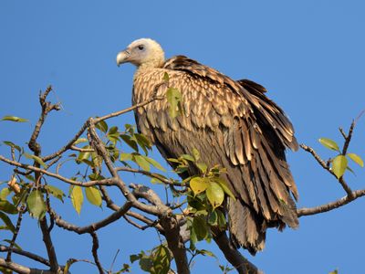 Himalayan Griffon Vulture 