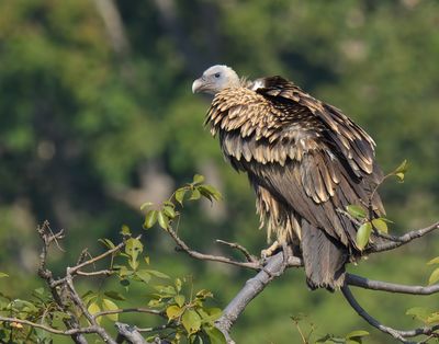 Himalayan Griffon Vulture 