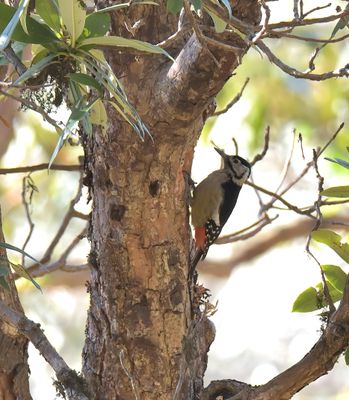 Himalayan Woodpecker