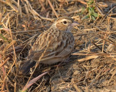 Indian Bushlark