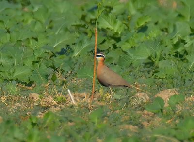 Indian Courser