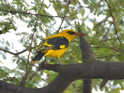 Indian Golden Oriole