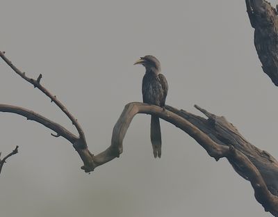 Indian Grey Hornbill 
