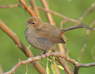 Indian Robin
