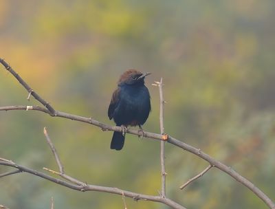 Indian Robin 