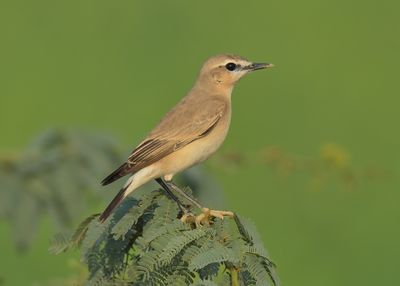 Isabelline Wheatear 