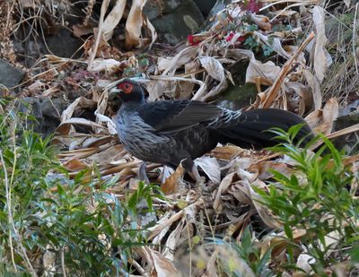 Kalij Pheasant