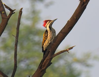 Lesser Flameback 