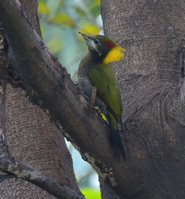 Lesser Yellownape