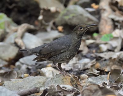 Long-billed Thrush