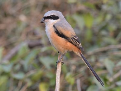 Long-tailed Shrike