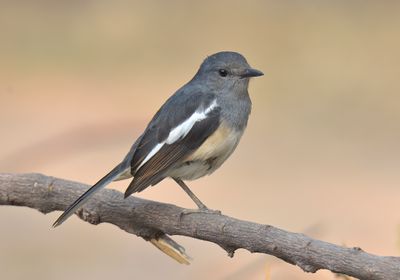 Oriental Magpie Robin