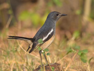 Oriental Magpie Robin