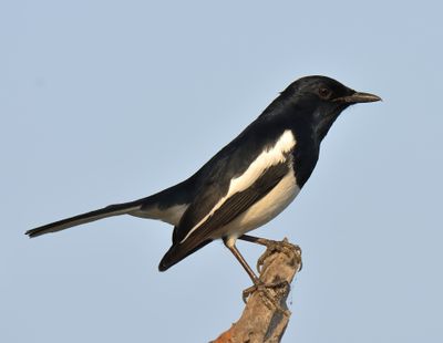 Oriental Magpie Robin
