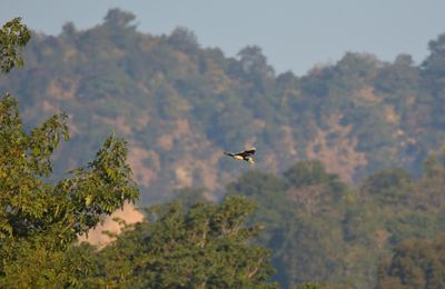 Oriental Pied Hornbill