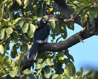 Oriental Pied Hornbill 