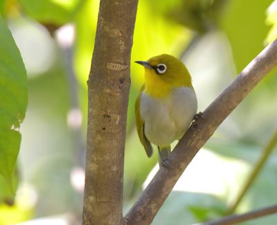Oriental white-eye 