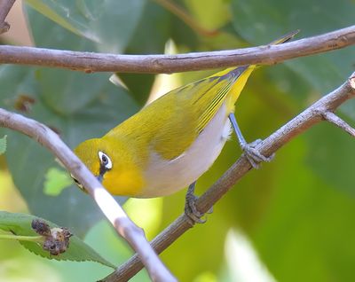Oriental white-eye