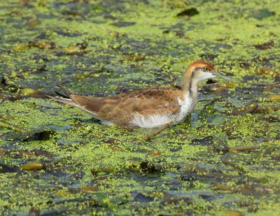 Pheasant-tailed Jacana 