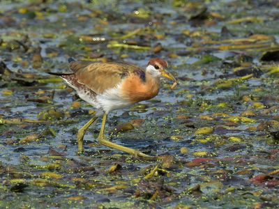 Pheasant-tailed Jacana 
