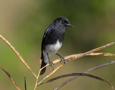 Pied Bushchat