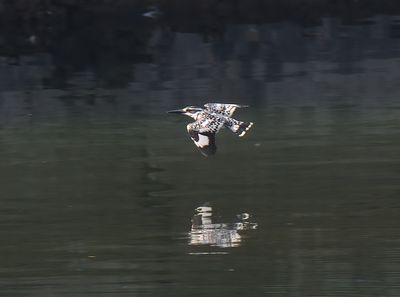 Pied Kingfisher 