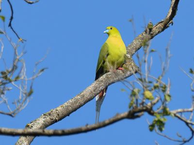 Pin-tailed Green Pigeon 
