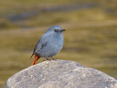 Plumbeous Water Redstart