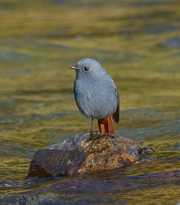 Plumbeous Water Redstart