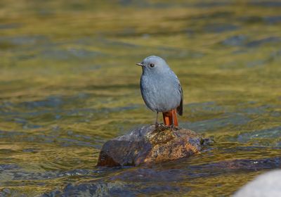 Plumbeous Water Redstart